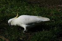 Cacatua galerita - Sulphur-crested Cockatoo