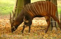 Tragelaphus eurycerus - Bongo