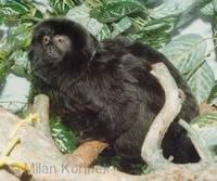 Callimico goeldii - Goeldi's Monkey