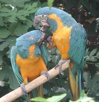 Image of: Ara glaucogularis (blue-throated macaw)