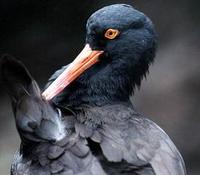 Image of: Haematopus bachmani (American black oystercatcher)