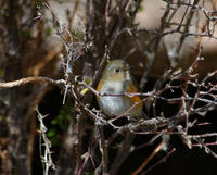 Image of: Tarsiger cyanurus (orange-flanked bush robin)