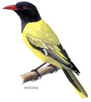 Image of: Oriolus larvatus (African black-headed oriole)