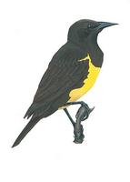 Image of: Pseudoleistes virescens (brown-and-yellow marshbird)