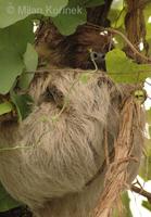 Choloepus didactylus - Southern Two-toed Sloth