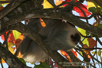 Choloepus hoffmanni - Hoffmann's Two-toed Sloth
