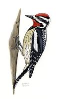 Image of: Sphyrapicus varius (yellow-bellied sapsucker)