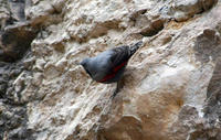 Image of: Tichodroma muraria (wallcreeper)