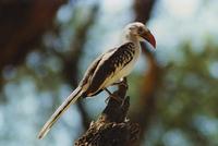 Image of: Tockus erythrorhynchus (red-billed hornbill)