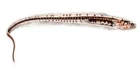 Image of: Carapus bermudensis (Atlantic pearlfish)