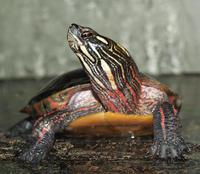 Image of: Chrysemys picta (painted turtle)