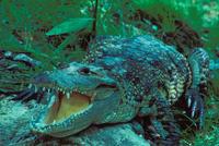 Image of: Crocodylus moreletii (Morelet's crocodile)