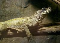 Hydrosaurus pustulatus - Crested Lizard