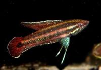 Parosphromenus sp 'Lundu' from Sarawak.