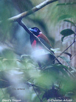 Diard's Trogon - Harpactes diardii