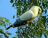 Silver-tipped Imperial Pigeon - Ducula luctuosa