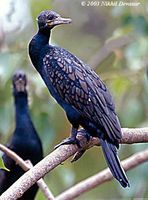 Indian Cormorant - Phalacrocorax fuscicollis