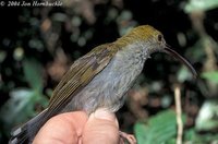 Long-billed Spiderhunter - Arachnothera robusta