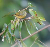 Ochre-bellied Flycatcher (Mionectes oleagineus) photo