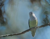 Grey-headed Lovebird (Agapornis canus) photo