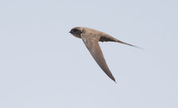 African Palm Swift (Cypsiurus parvus) photo