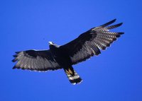 Zone-tailed Hawk - Buteo albonotatus