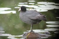 American Coot - Fulica americana