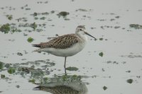 Marsh Sandpiper - Tringa stagnatilis