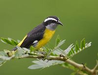 Bananaquit (Coereba flaveola) photo