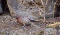 Copper Pheasant (Syrmaticus soemmerringii) photo