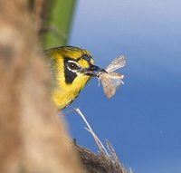 Bonin Honeyeater (Apalopteron familiare) photo