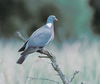 Wood Pigeon (Columba palumbus) photo