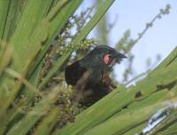 Saddleback (Creadion carunculatus) photo