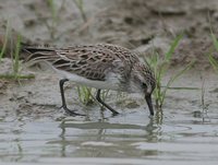 Semipalmated Sandpiper - Calidris pusilla