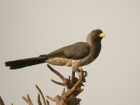 Western Plantain-eater - Crinifer piscator