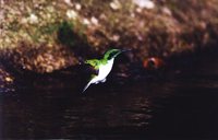 Black-eared Fairy - Heliothryx aurita