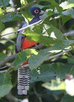 Blue-crowned Trogon - Trogon curucui