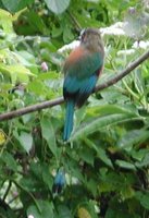 Turquoise-browed Motmot - Eumomota superciliosa