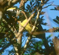 Green Aracari - Pteroglossus viridis