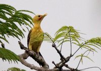 Cream-colored Woodpecker - Celeus flavus