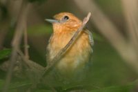 Amazonian Antshrike - Thamnophilus amazonicus