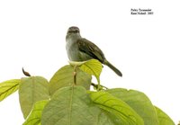 Paltry Tyrannulet - Zimmerius vilissimus