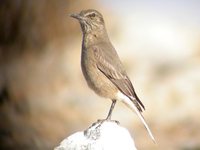 Black-billed Shrike-Tyrant - Agriornis montana