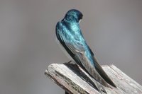 Tree Swallow - Tachycineta bicolor