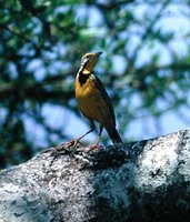 Yellow-throated Longclaw - Macronyx croceus