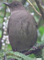 Mountain Robin - Turdus plebejus