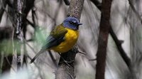 White-starred Robin - Pogonocichla stellata