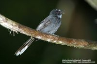 White-throated Fantail - Rhipidura albicollis