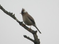 White-collared Yuhina - Yuhina diademata