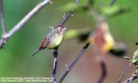 Chestnut Bunting - Emberiza rutila